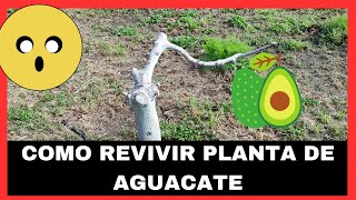 Como REVIVIR una PLANTA SECA de AGUACATE 🥑 [upl. by Alodi85]