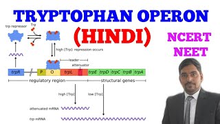 TRYPTOPHAN OPERON  EASY WAY  HINDI [upl. by Neelhtakyram]