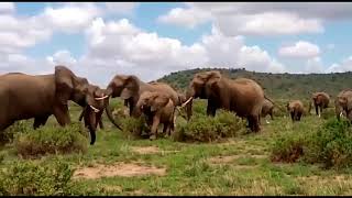 🐘📷 Elephant Herd Photography Capturing Natures Giants [upl. by Rye]