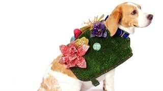 Rescue dogs hit the catwalk as fashion models [upl. by Grissel]