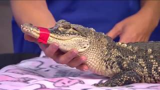 Pets on Parade 63018  Phoenix Herpetological Society [upl. by Melleta]