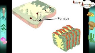 Science  Nutrition in plants – Hindi [upl. by Orlan]