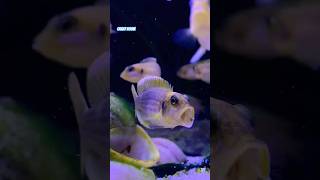 LAMPROLOGUS OCELLATUS GOLD TANGANJIKA CICHLIDS tanganyikancichlids shortvideo fishtank barsch [upl. by Anaiad]