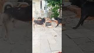 Dog song new trending shortvideos comedy adit yadav2 [upl. by Elagiba]