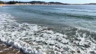 Log surfing at Terrigal Beach Incoming tide [upl. by Stambaugh]