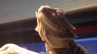 Betty the bearded dragon sheds the old skin [upl. by Josephine]