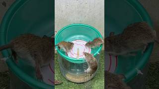 Best home Mouse trapmouse traps tips rattrap mousetrap [upl. by Spiegel]