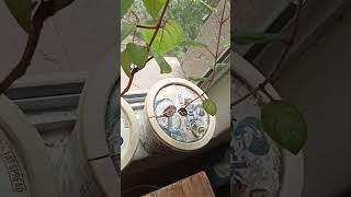 Fuchsias growing successfully indoors with semi sealed containers [upl. by Norbie]