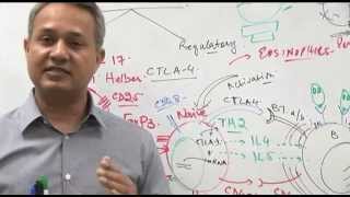 T cell functions Immunology lecture 10 Part 6 [upl. by Labinnah198]