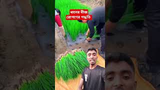 Method of planting rice seedlings😱😳 comedy farming shortsfeed viralvideo shorts entertainment [upl. by Siger]