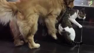 Golden Retriever stops cat friend from fighting [upl. by Seebeck]