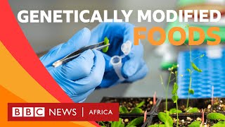 What is genetically modified food  BBC Whats New [upl. by Alyos]