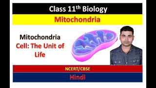 Mitochondria  Cell The Unit of Life  Class 11 Biology Chapter 8Hindi [upl. by Adidnac]