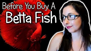 Betta Fish Care Guide 🐟 Betta Fish Care Diet and Tank Set Up  Betta Splendens [upl. by Amlev]