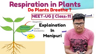 Respiration in Plants  part2  2 October 2024 neet  ncert [upl. by Enoyrt]