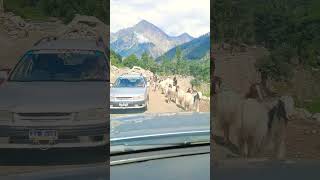 Goats group moving  sound of goats  travel short [upl. by Apollus]