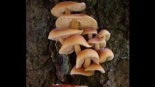 APeeling Orange Fungi and a Lovely Lichen [upl. by Wolfort]