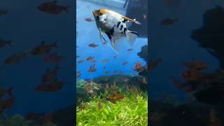 Veja só a quantidade de peixinhos e diverso amazonia fishing fishtvoficial animais aquarium [upl. by Ellekram618]