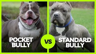 American Bully Pocket Vs Standard Bully Dont they come from the same lineage [upl. by Williamsen976]