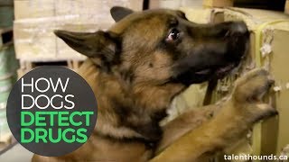 How Dogs Detect Drugs [upl. by Mignonne]