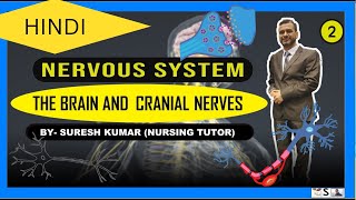 BRAIN 🧠  CSF  CRANINAL NERVES  anatomy and physiology of brain and cranial nerves [upl. by Elkraps]