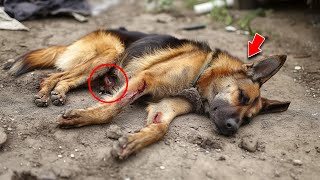 Shelter Worker Ignores Crying Dogs Pleas Then Vets Shocking Discovery Changes EVERYTHING [upl. by Nesmat]