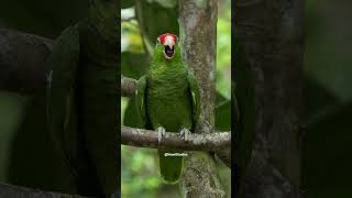 Exotic Red Crowned Amazon Parrot parrot red crowned exotic forest aw nature wildlife HA59657 [upl. by France]