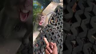 Zoo with funny monkeymonkey gorilla zoo funnyvideo funnymonkey fail hilarious [upl. by Halliday]