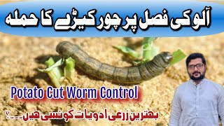 How To Control Potato Cut Worm  Choor Kera  چور کیڑا  Agrarian Amin Lodhi [upl. by Kalmick]