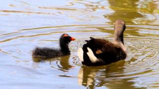 Dusky Moorhen Gallinula tenebrosa with Chick  Papua Teichhuhn mit Küken [upl. by Nevile24]