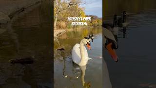 Prospect Parkbrooklyn prospectpark lake naturelovers foryou foryoupage livingyourdream fyp [upl. by Adelric775]