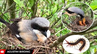 Baby birds eat centipedes  Long tailed shrike [upl. by Daffodil136]