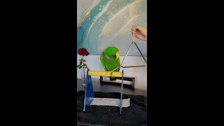 Jasper the Eclectus Parrot Plays the Triangle 🦜🎶 [upl. by Kiyoshi]