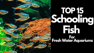 The 15 BEST Schooling Fish For Freshwater Aquariums 🐟 [upl. by Blanche]