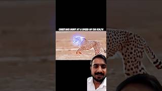 cheetah animals wildlife lion leopard anime animeedit onepunchman music cyberpunk2077 [upl. by Nomyaw685]