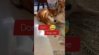 Dont Angry me 😅 angrydog funnydogs shortvideo [upl. by Ekaterina]