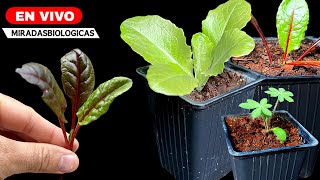 🔴 Consejos para tu HUERTA Pre TRASPLANTE de ALMACIGOS [upl. by Eyoj]