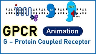 Complete Animated Video on GPCR G Protein Coupled Receptor  Structure Function amp Mechanism [upl. by O'Hara]