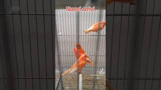 Canarini rossi canarini ornitologia birds birdslover pets uccelli pets [upl. by Brande]