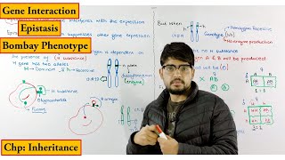 Epistasis  Bombay Phenotype  Biology lecture chapter genetics  Inheritance [upl. by Muraida]