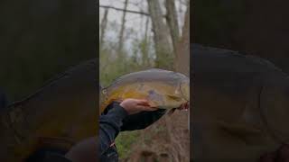 ❤️ NOUVELLE VIDÉO METHOD FEEDER ❤️ [upl. by Lowndes]