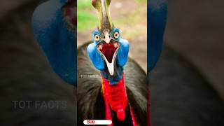 This Bird kills Human ll ఈ పక్షి మనిషిని చంపుతుంది ll Cassowary ll Telugu Facts [upl. by Aek]