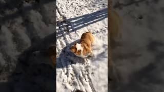 Corgi in the snow [upl. by Deeanne]