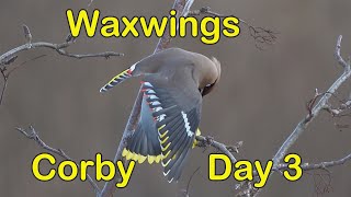 Waxwings  Priors Hall  Day 3 [upl. by Inor]