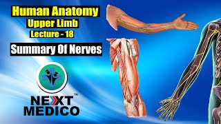 NEXT MEDICO 2022  MBBS Human Anatomy  Upper Limb  Summary Of Nerves L  18 [upl. by Assille]