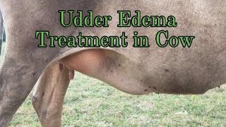 Udder Edema Treatment in Cow  Cow Udder Swelling Treatment [upl. by Felic710]