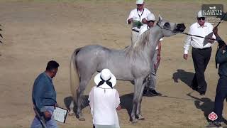 N 65 GALILA ARKANS Rabab Arabian Horse Championship 2024 Fillies 2 Years Old Section B Class 2B [upl. by Enialehs]