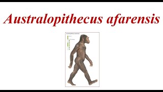 Australopithecus afarensis [upl. by Valdis495]