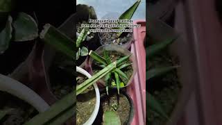 Sansevieria Leaf Propagation sansevieria plantpropagation houseplants leafpropagation garden [upl. by Carmon671]