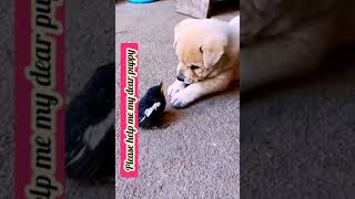 Dove call puppy for help puppylovers puppy help viral dove youtube ytshort respectanimels [upl. by Gide]